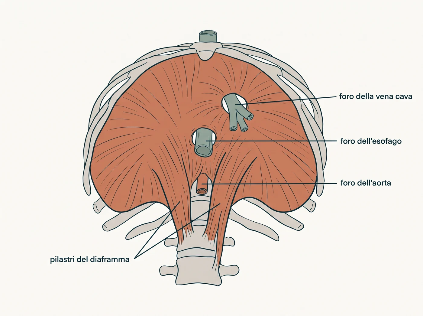 Illustrazione anatomica del diaframma visto dal basso, con i tre fori attraversati da esofago, aorta e vena cava inferiore