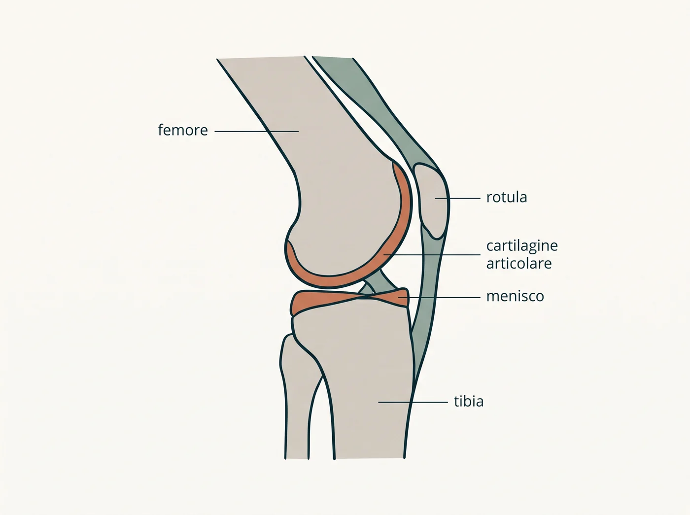 Illustrazione anatomica in sezione del ginocchio con femore, tibia, rotula, cartilagine articolare e menisco