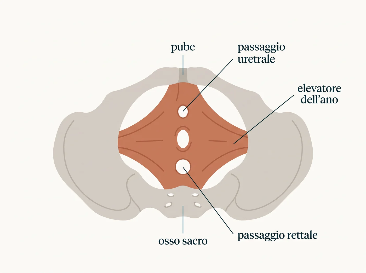 Illustrazione anatomica del pavimento pelvico visto dall'alto: l'elevatore dell'ano forma una piattaforma muscolare attraversata da tre passaggi