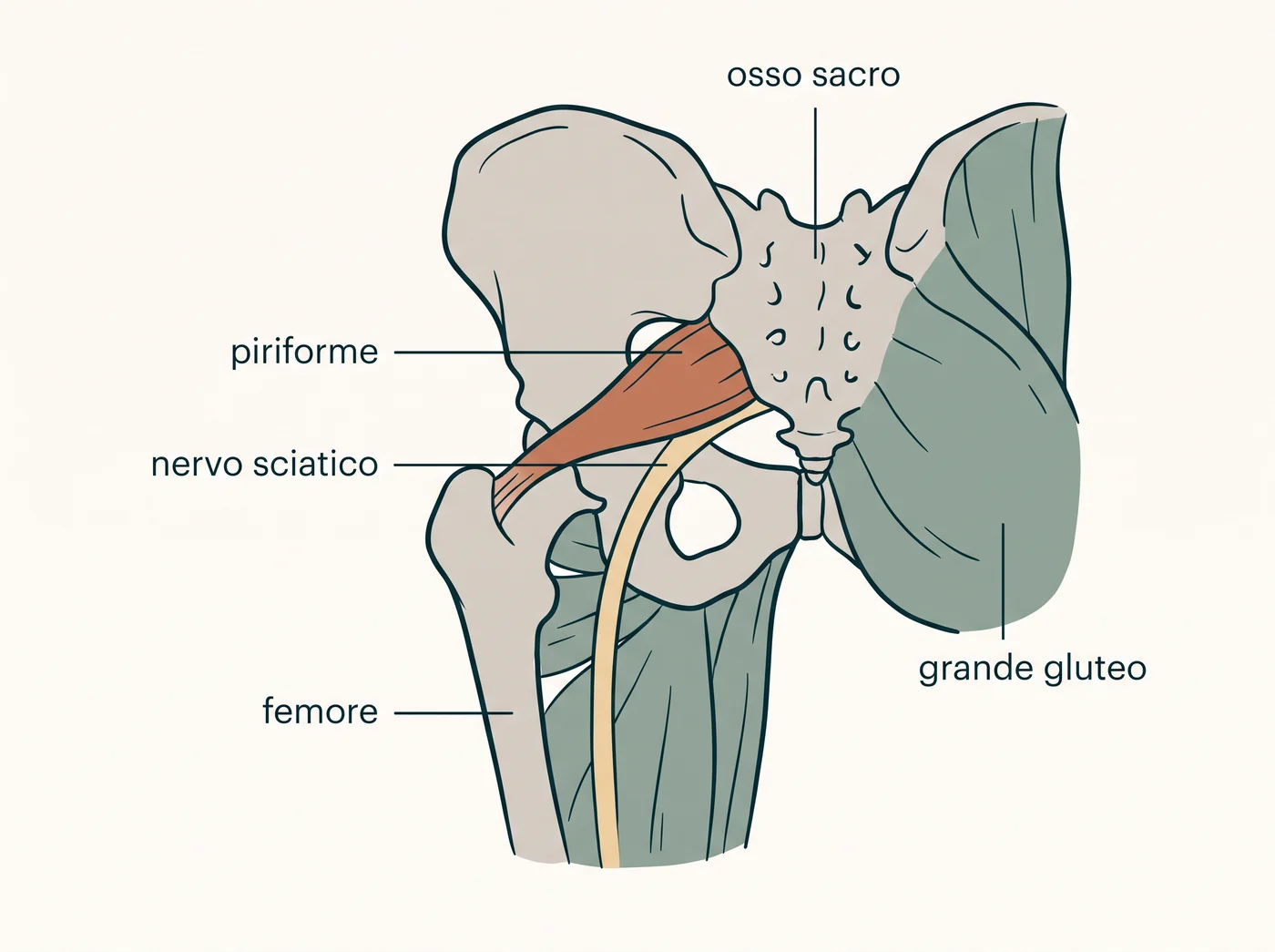 Illustrazione anatomica del muscolo piriforme e del nervo sciatico che emerge da sotto di esso