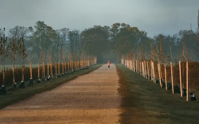 Viale alberato all'alba con un corridore in lontananza