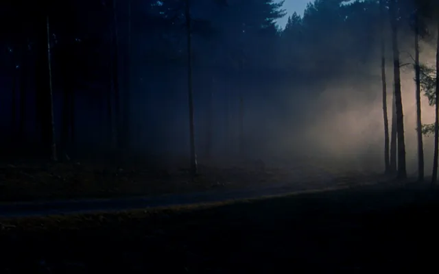 Sentiero sterrato che curva in una pineta nella nebbia