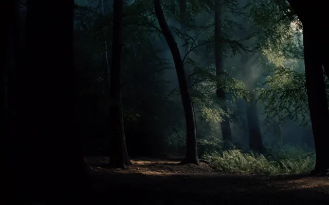 Luce del mattino tra gli alberi di un bosco